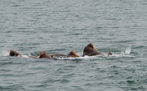 Walruses